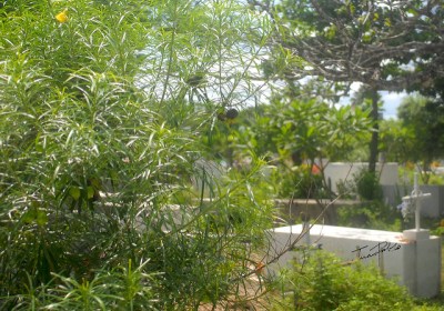 plantas-cementerio-Chongon-JP